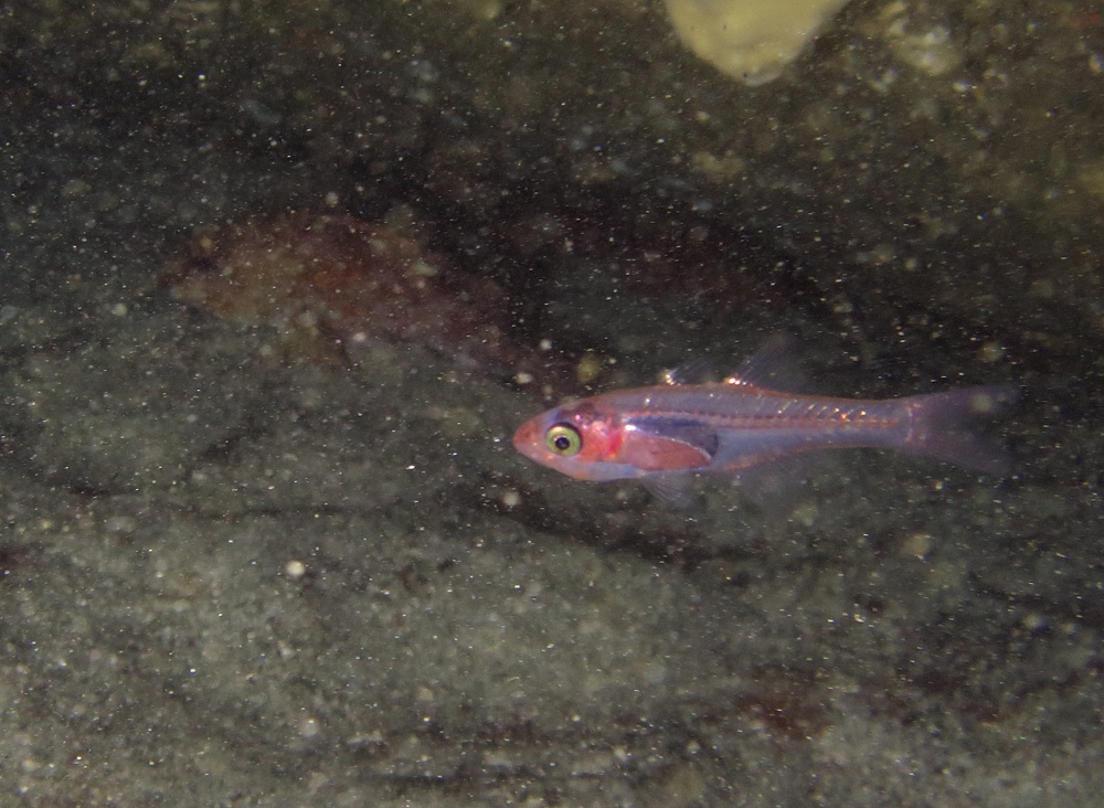 東伊豆　ダイビング　菖蒲沢　魚の群れ　水中洞窟