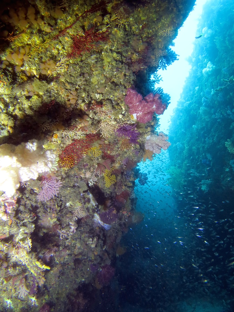東伊豆　ダイビング　菖蒲沢　魚の群れ　水中洞窟