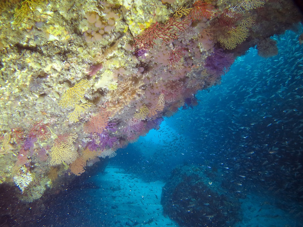 東伊豆　ダイビング　菖蒲沢　魚の群れ　水中洞窟