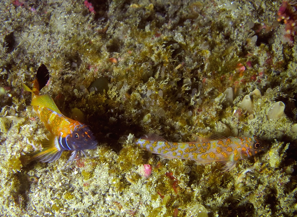 東伊豆　ダイビング　菖蒲沢　魚の群れ　水中洞窟