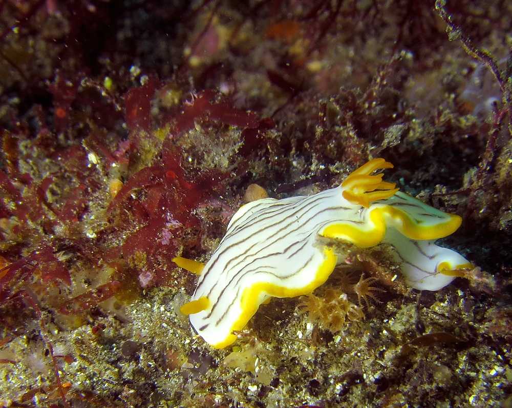東伊豆　ダイビング　菖蒲沢　魚の群れ　水中洞窟
