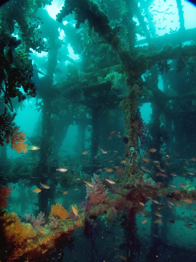 東伊豆　ダイビング　菖蒲沢　魚の群れ　水中洞窟