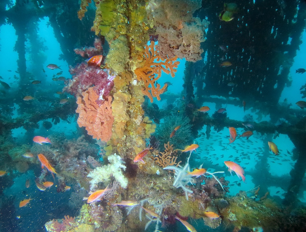 東伊豆　ダイビング　菖蒲沢　魚の群れ　水中洞窟