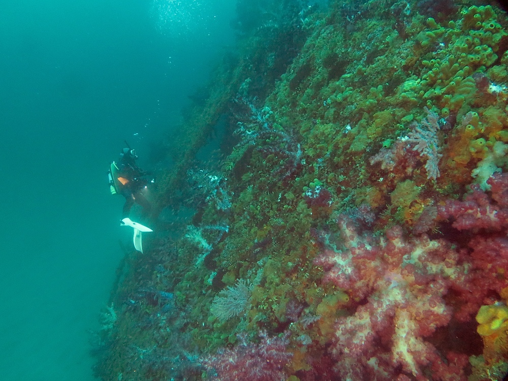 東伊豆　ダイビング　菖蒲沢　魚の群れ　水中洞窟