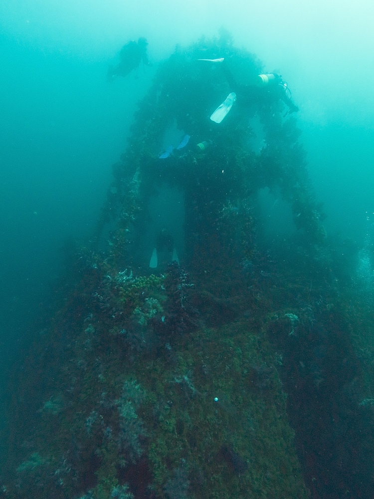 東伊豆　ダイビング　菖蒲沢　魚の群れ　水中洞窟
