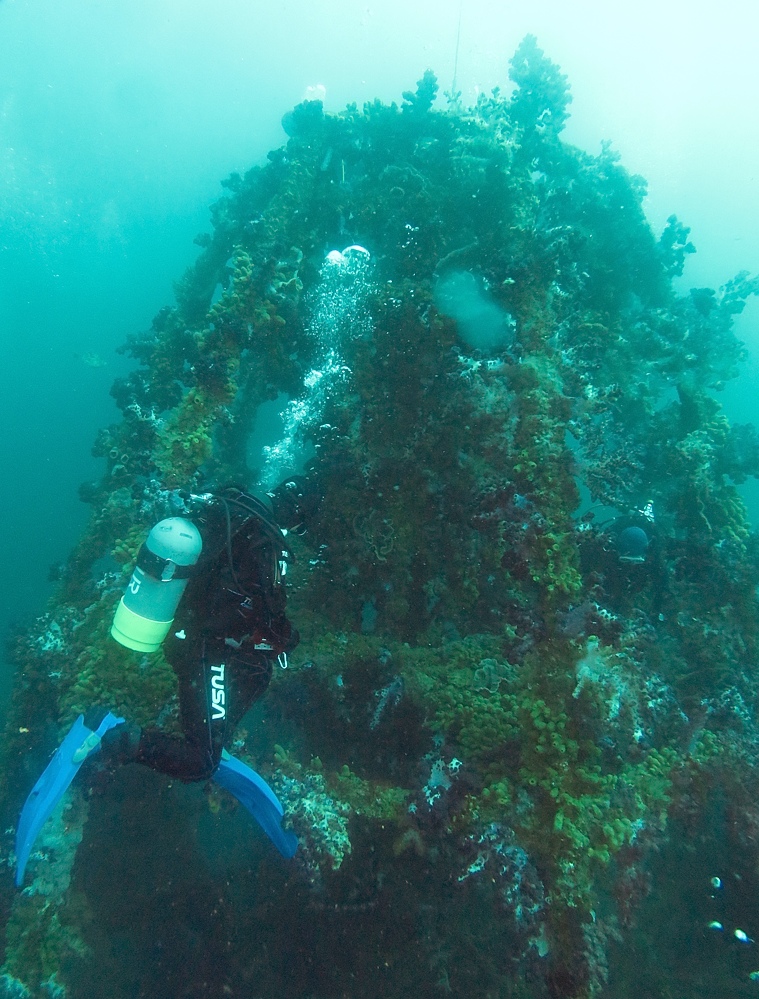 東伊豆　ダイビング　菖蒲沢　魚の群れ　水中洞窟