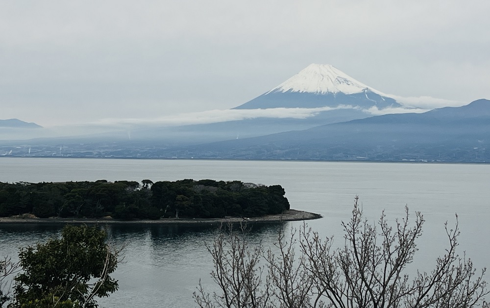 大瀬崎　ダイビング　ツノザヤ　ハナイカ　テングノオトシゴ