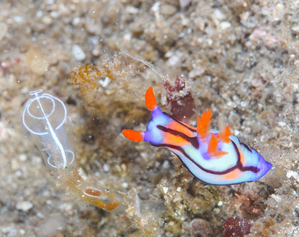 西伊豆 田子 ダイビング ツアー ウミウシ