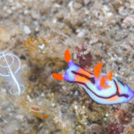 西伊豆　田子　ダイビング　ツアー　ウミウシ