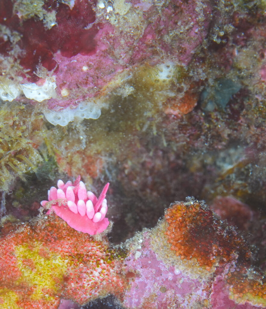 西伊豆 田子 ダイビング ツアー ウミウシ
