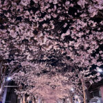 鎌倉　段葛　桜　鶴岡八幡宮