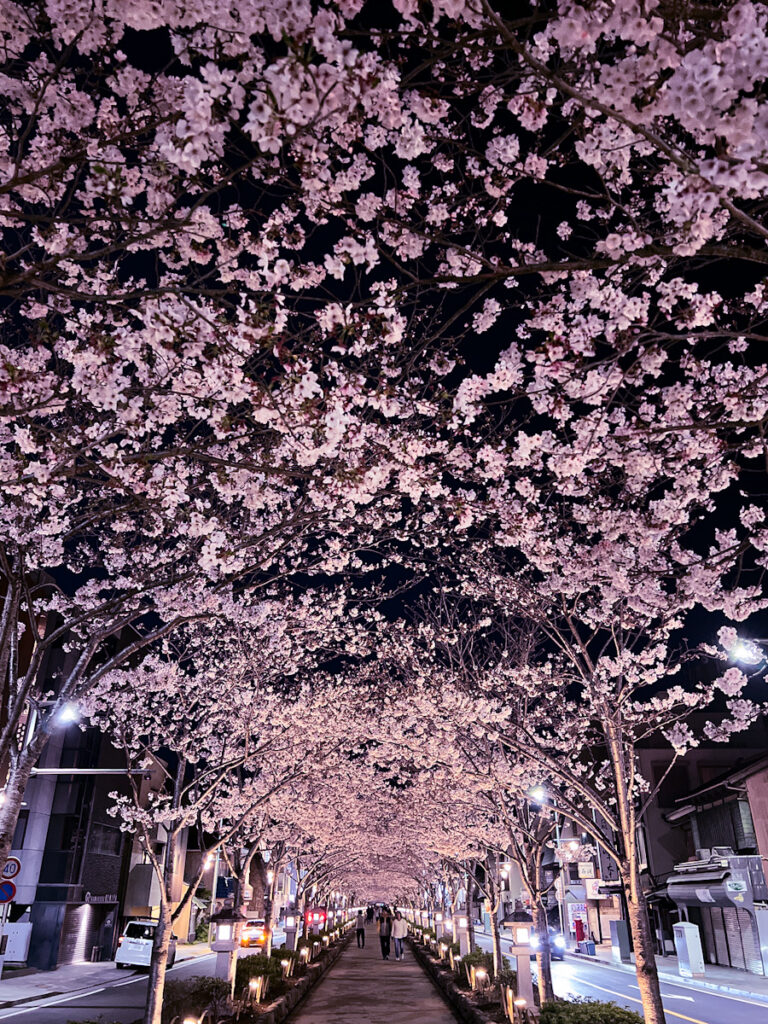 鎌倉 段葛 桜 鶴岡八幡宮