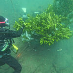 逗子　アオリイカ産卵床設置