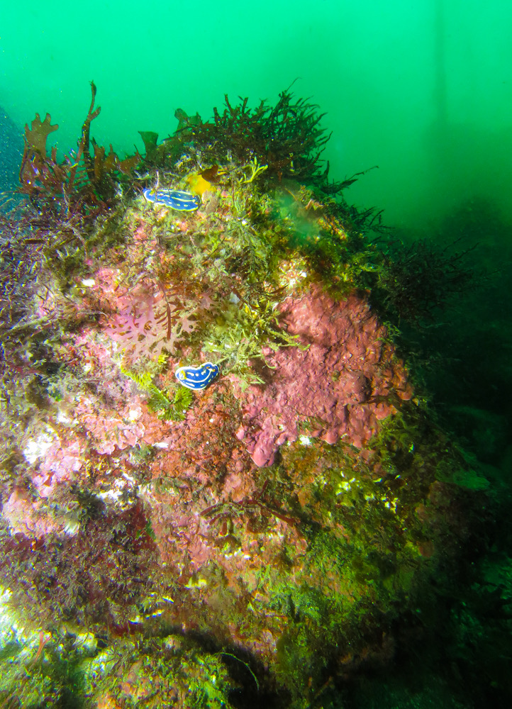 西伊豆 田子 ダイビング ツアー ウミウシ