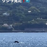 西伊豆　獅子浜　クジラ