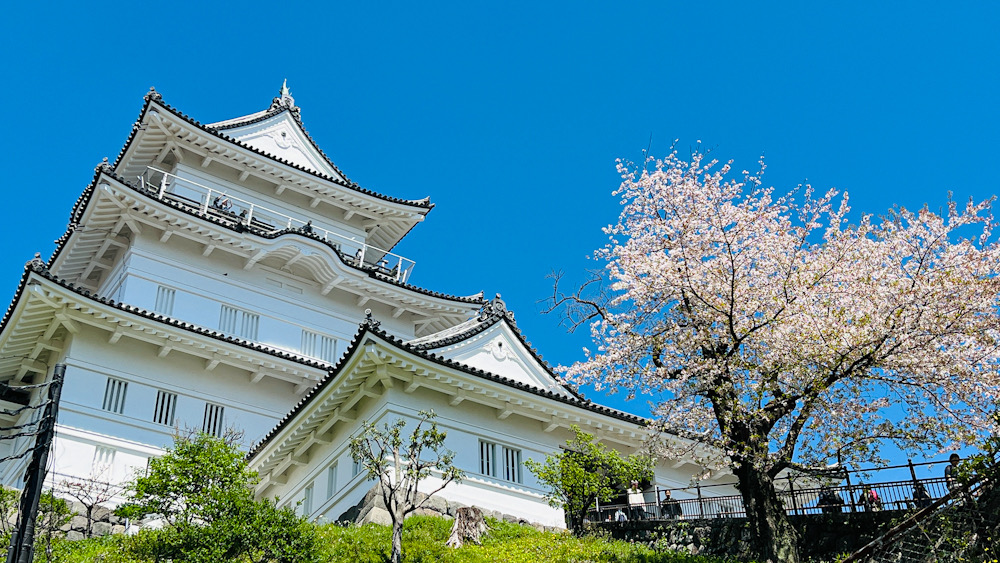 小田原城　お堀清掃　神奈川　ダイビングインストラクター　NDOSA