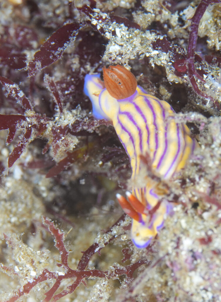 西伊豆 田子 ダイビング ツアー ウミウシ
