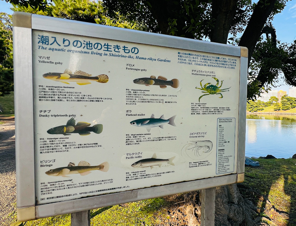 浜離宮恩賜庭園 撮影　新橋 徳川