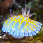 田子　ダイビング　ウミウシ　伊豆 ツアー　ソフトコーラル