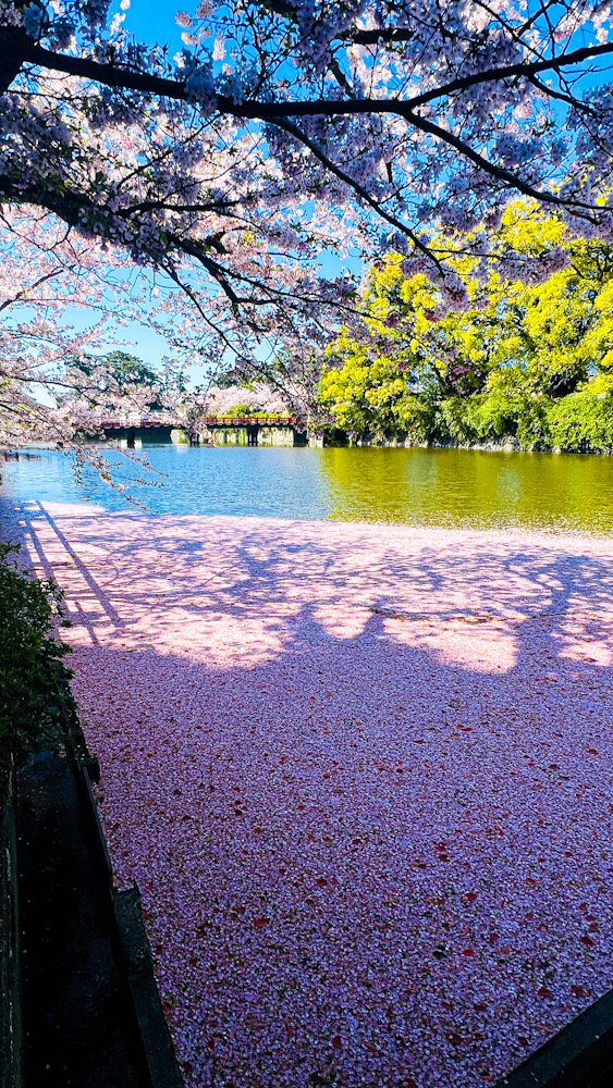 小田原城　お堀清掃　神奈川　ダイビングインストラクター　NDOSA