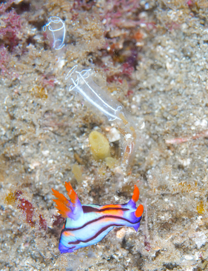 西伊豆 田子 ダイビング ツアー ウミウシ