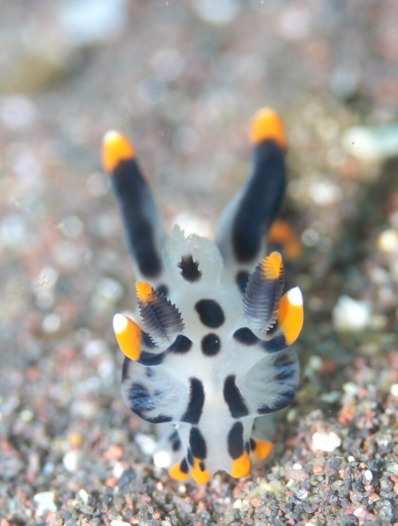 大瀬崎　ダイビング　ツアー　ウミウシ　水中写真撮影