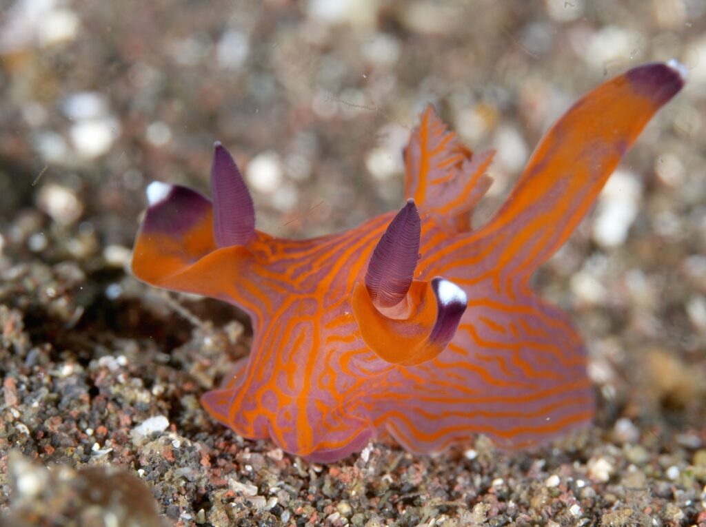 大瀬崎　ウミウシ　クチナシツノザヤウミウシ