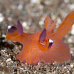 大瀬崎　ウミウシ　クチナシツノザヤウミウシ