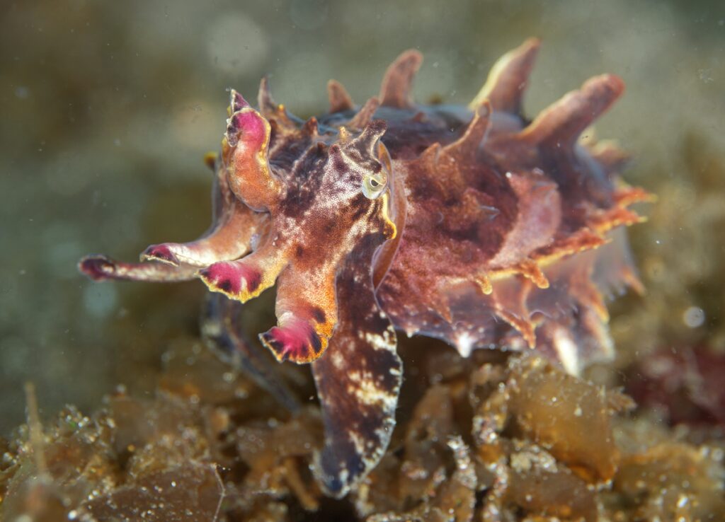 大瀬崎　ハナイカ　ウミウシ