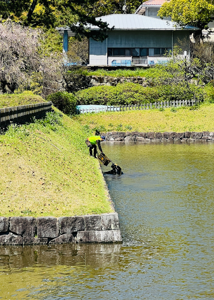 小田原城　お堀清掃　神奈川　ダイビングインストラクター　NDOSA
