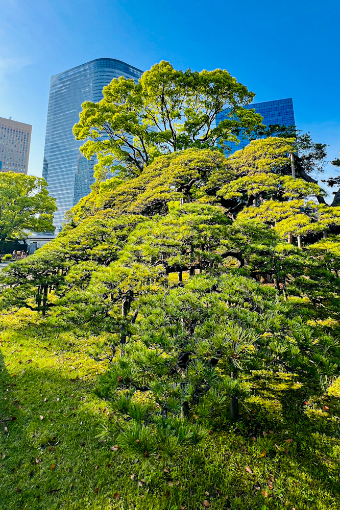 浜離宮恩賜庭園 撮影　新橋 徳川