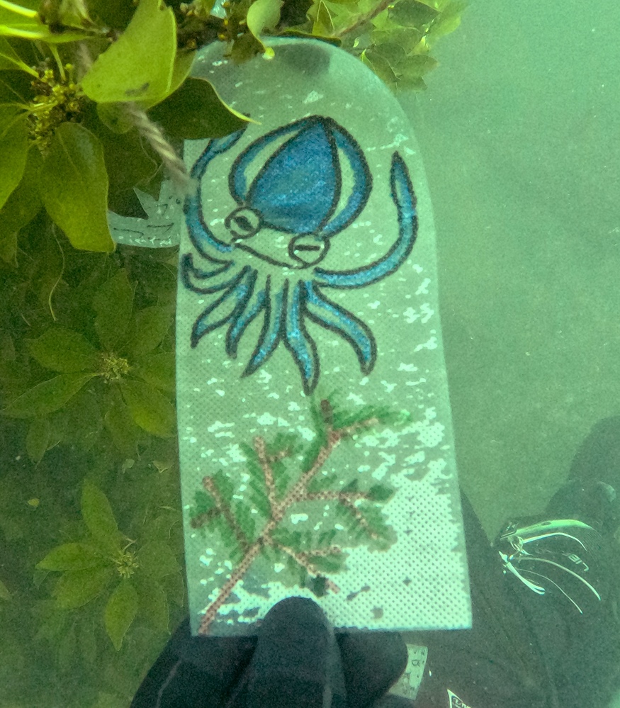 逗子　アオリイカ産卵床設置