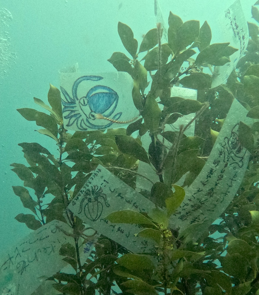 逗子　アオリイカ産卵床設置