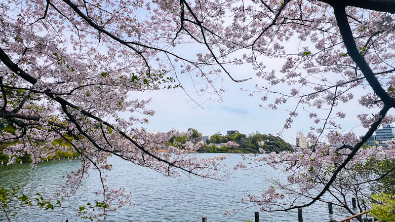 洗足池　お花見　ダイビングインストラクター