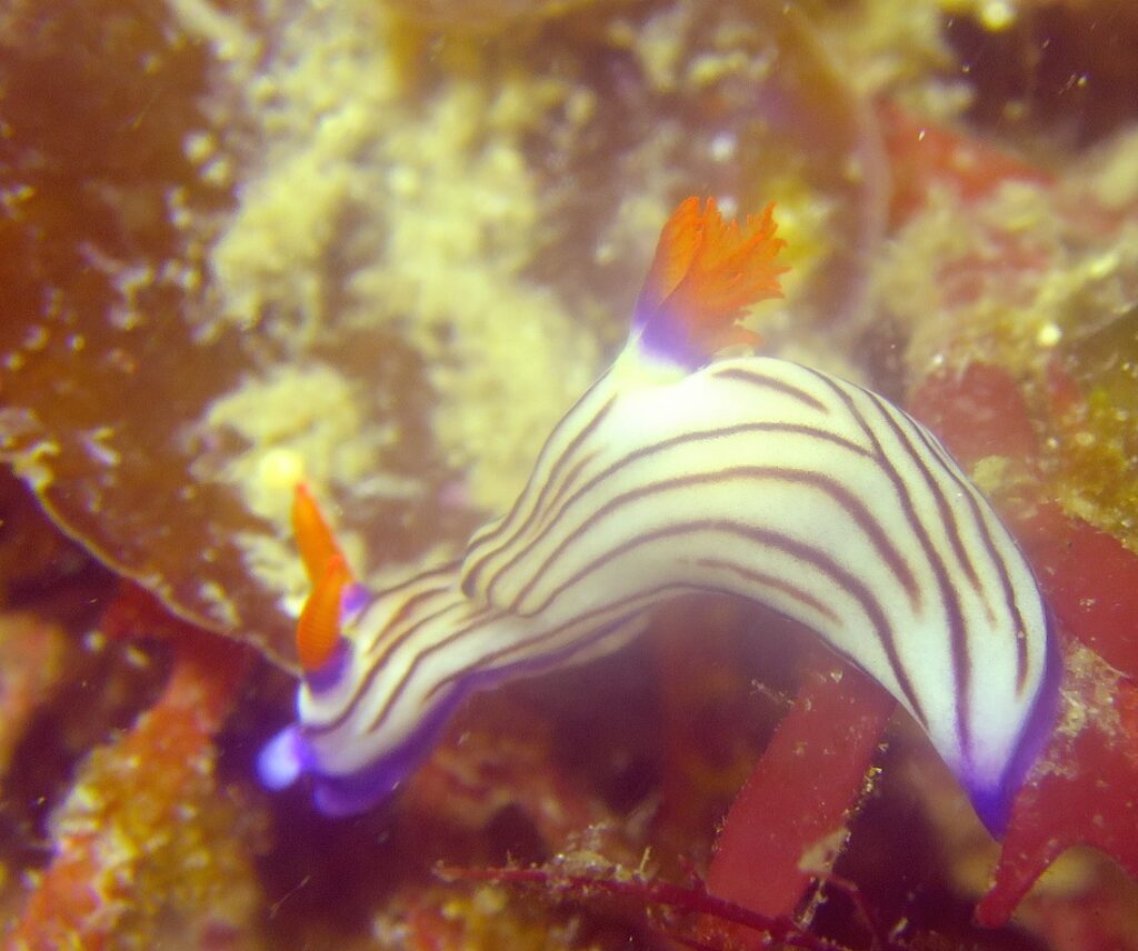 田子　ダイビング　ウミウシ