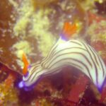 田子　ダイビング　ウミウシ