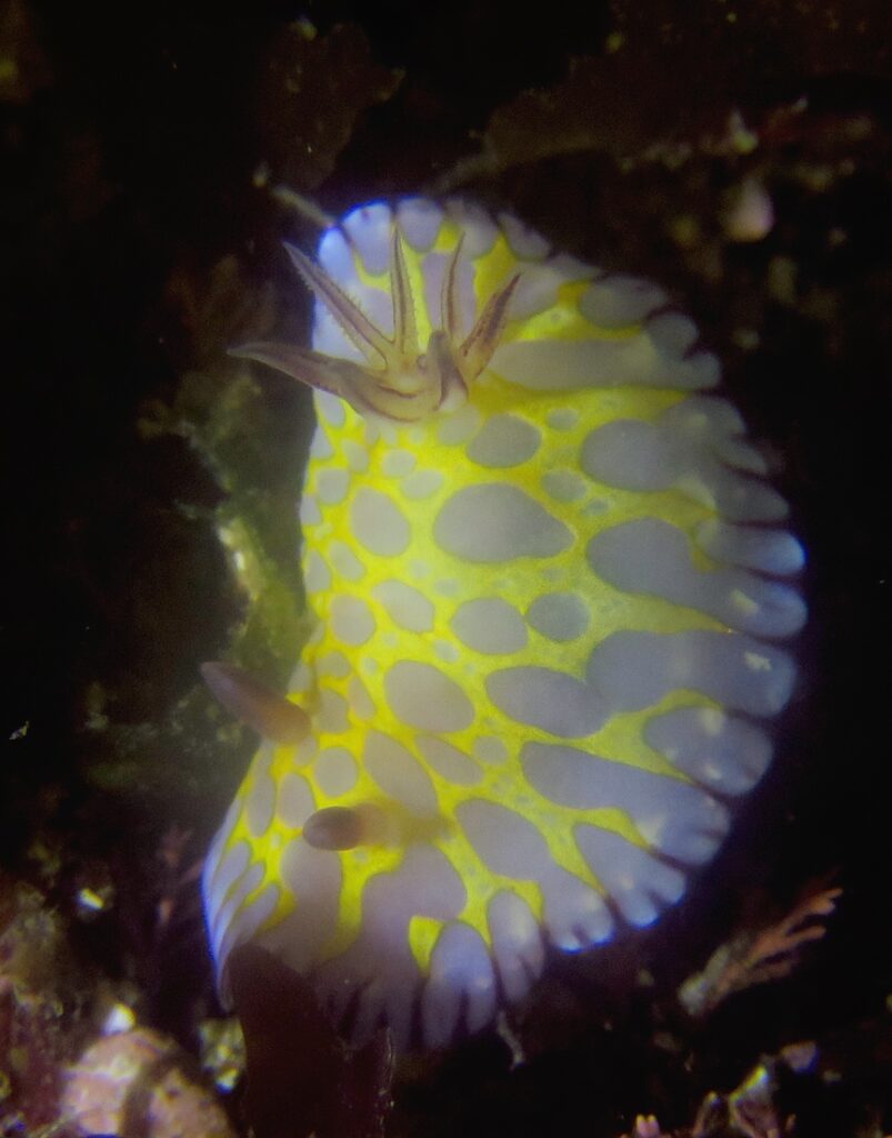 田子　ダイビング　ウミウシ