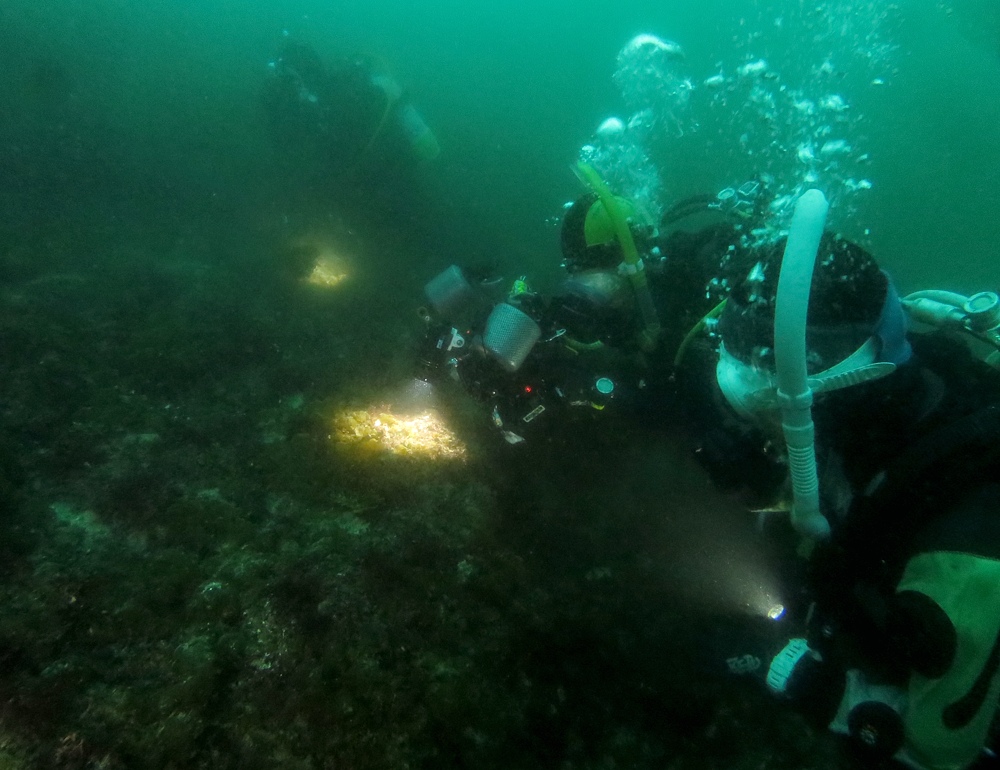 田子　ダイビング　ウミウシ