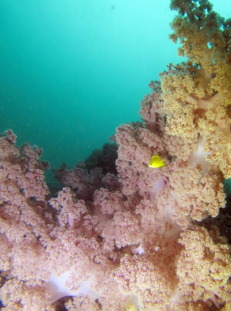 田子　ダイビング　ウミウシ