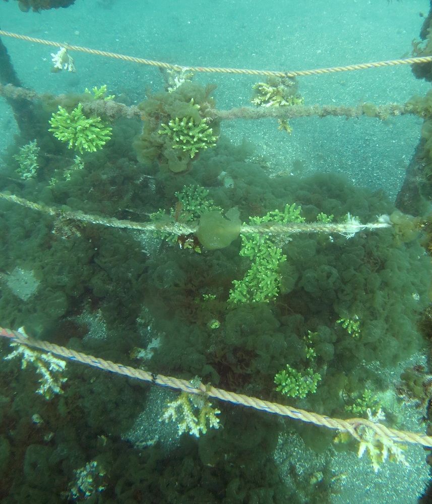 西伊豆　獅子浜　ダイビング　沼津　ドライスーツ講習