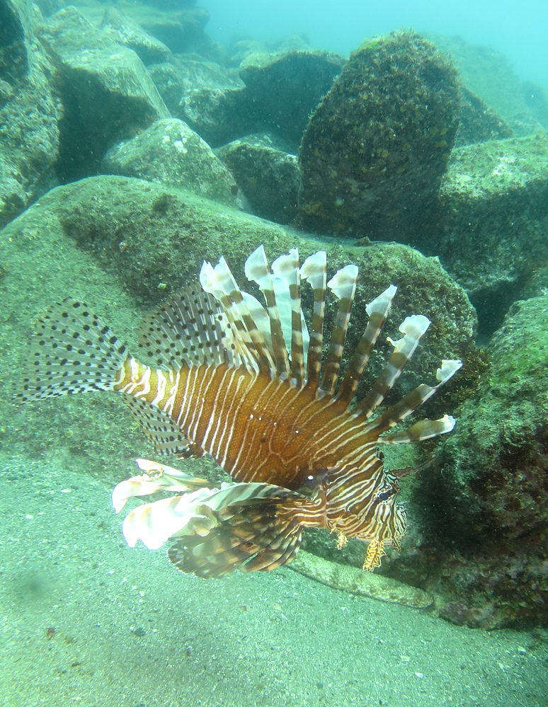 西伊豆　獅子浜　ダイビング　沼津　ドライスーツ講習