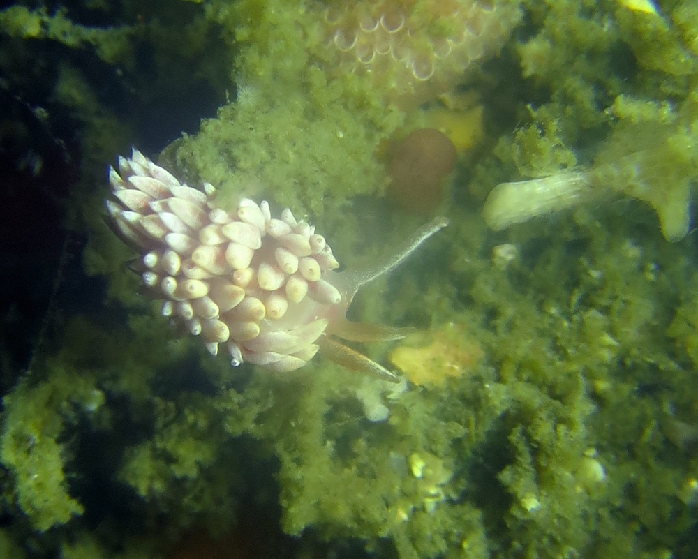 逗子　鎌倉　ダイビング　ウミウシ