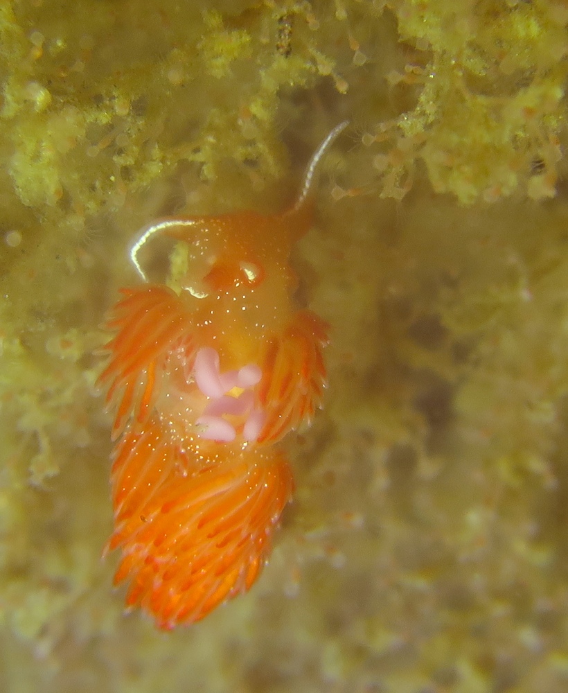 逗子　鎌倉　ダイビング　ウミウシ