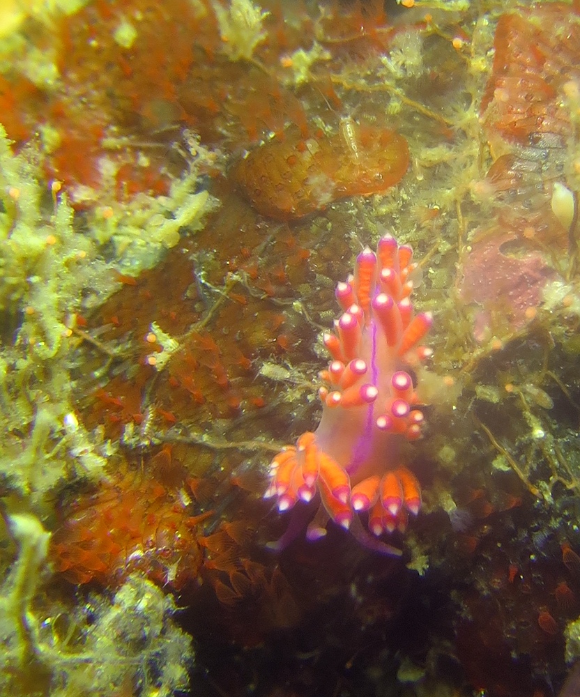 逗子　鎌倉　ダイビング　ウミウシ