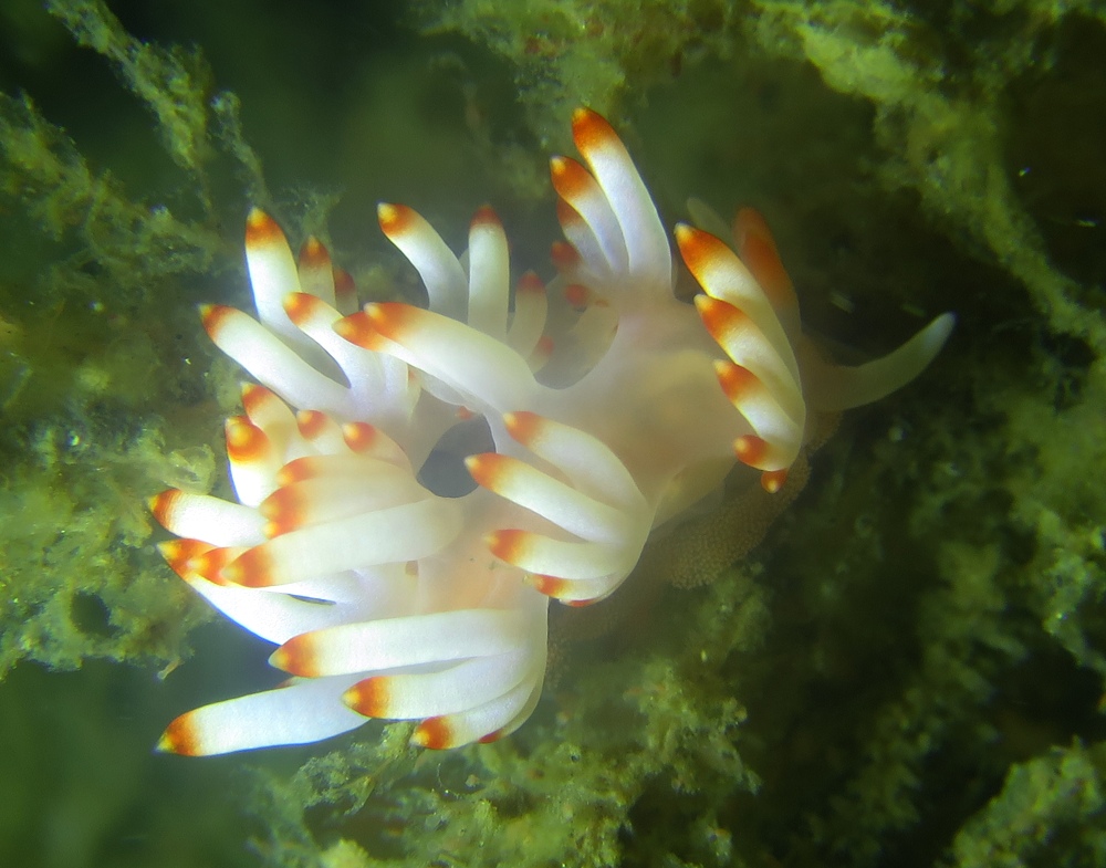 逗子　鎌倉　ダイビング　ウミウシ