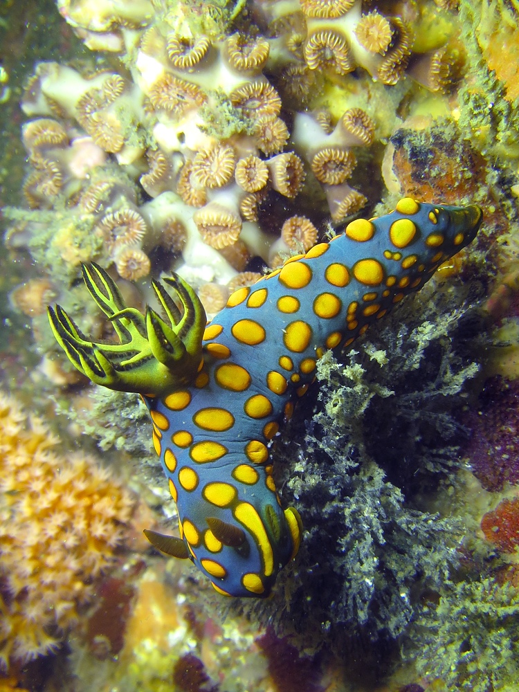 逗子　鎌倉　ダイビング　ウミウシ