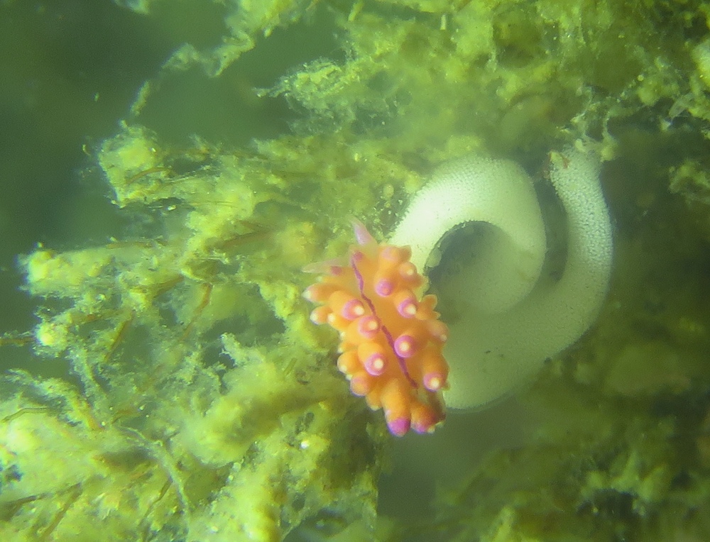 逗子　鎌倉　ダイビング　ウミウシ