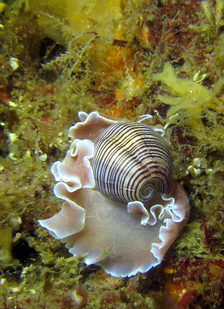 逗子　鎌倉　ダイビング　ウミウシ