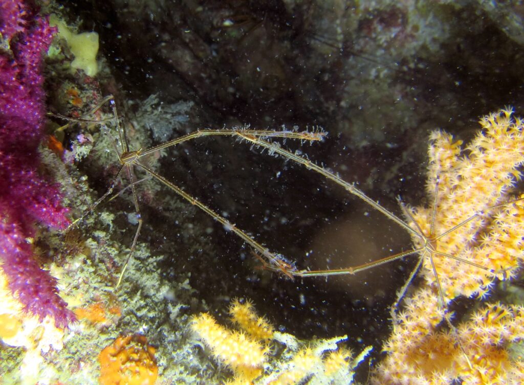 逗子　鎌倉　ダイビング　ウミウシ