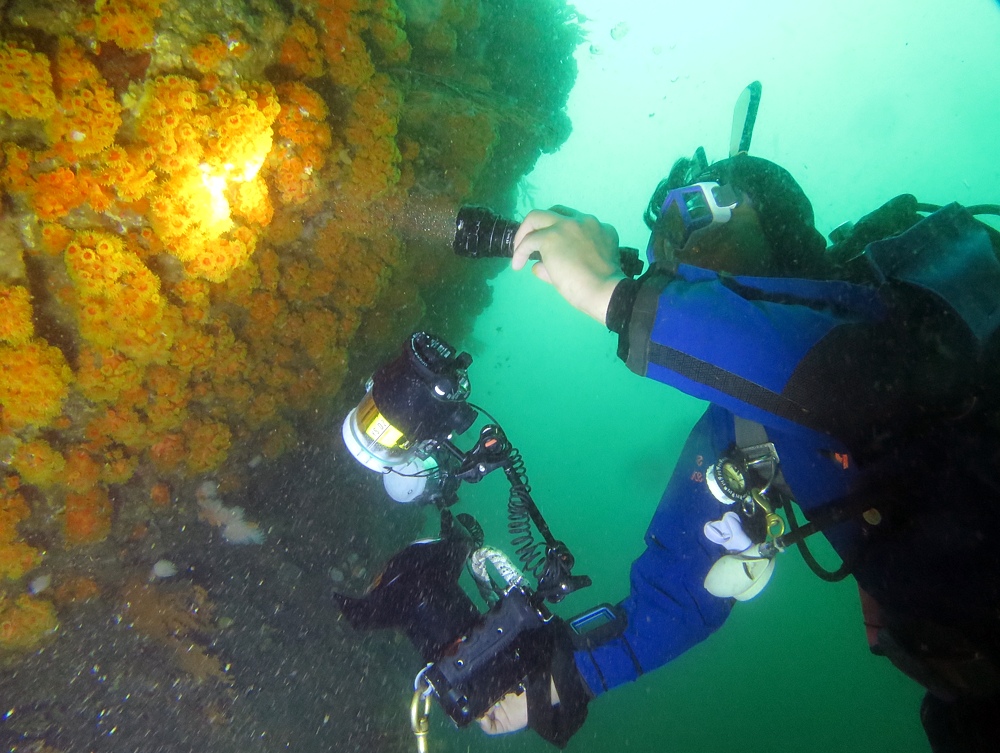 逗子　鎌倉　ダイビング　ウミウシ